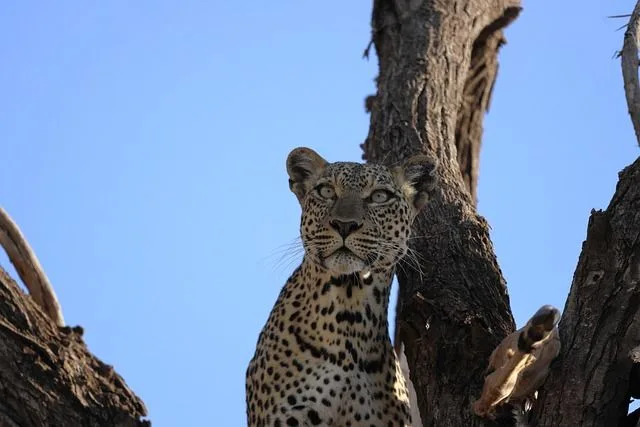 10 Days Kenya Migration Wildlife Safari From Australia 2026-2028