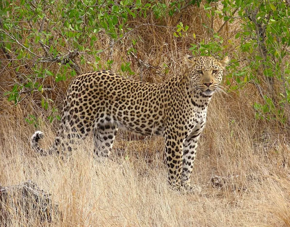 2 Days Meru National Park Safari