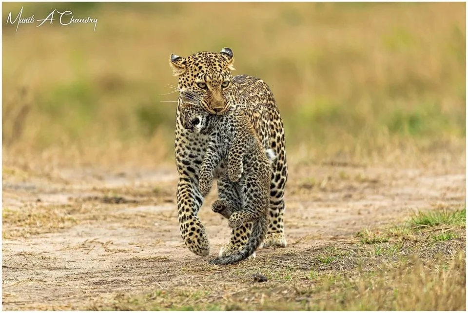 2 Days Tsavo East Safari Tour