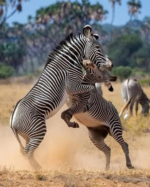 Wildlife on the plains of Central Serengeti Tanzania