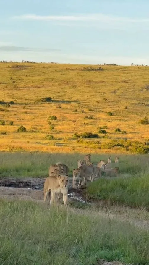 3 Days Maasai Mara Luxury Tour