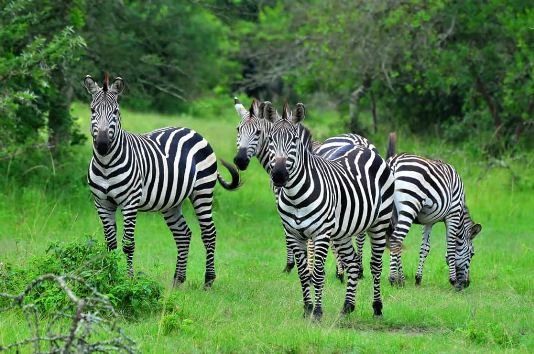 3-days-masai-mara-national-reserve-budget-safari-20260611-112438-9d1e0b.webp