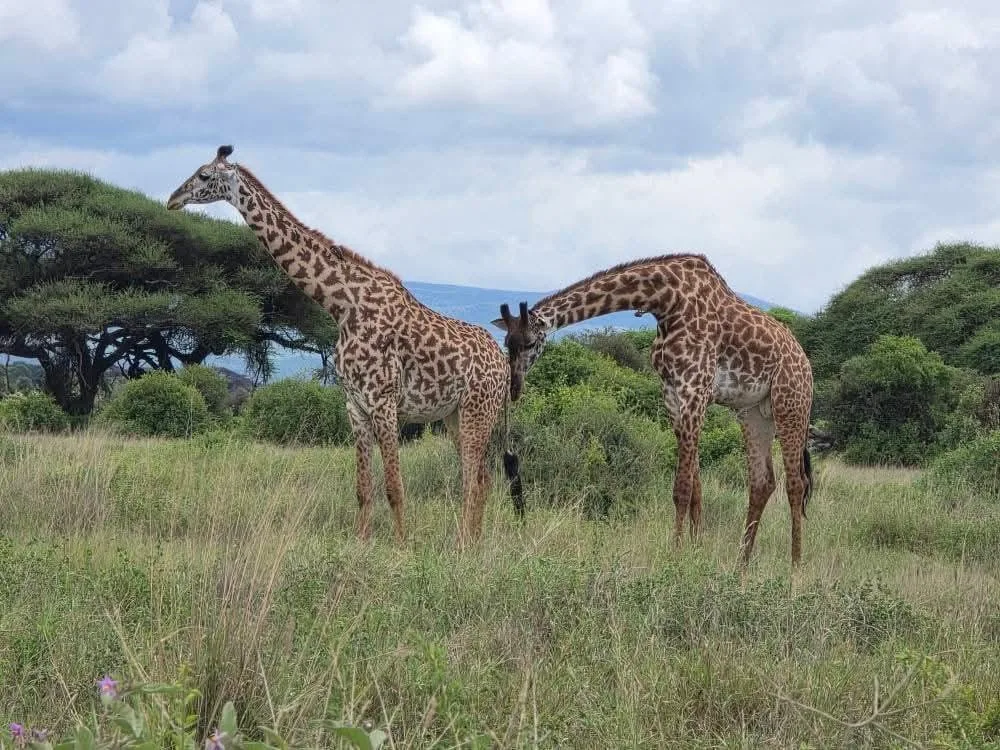 3 Days Meru Safari Tours