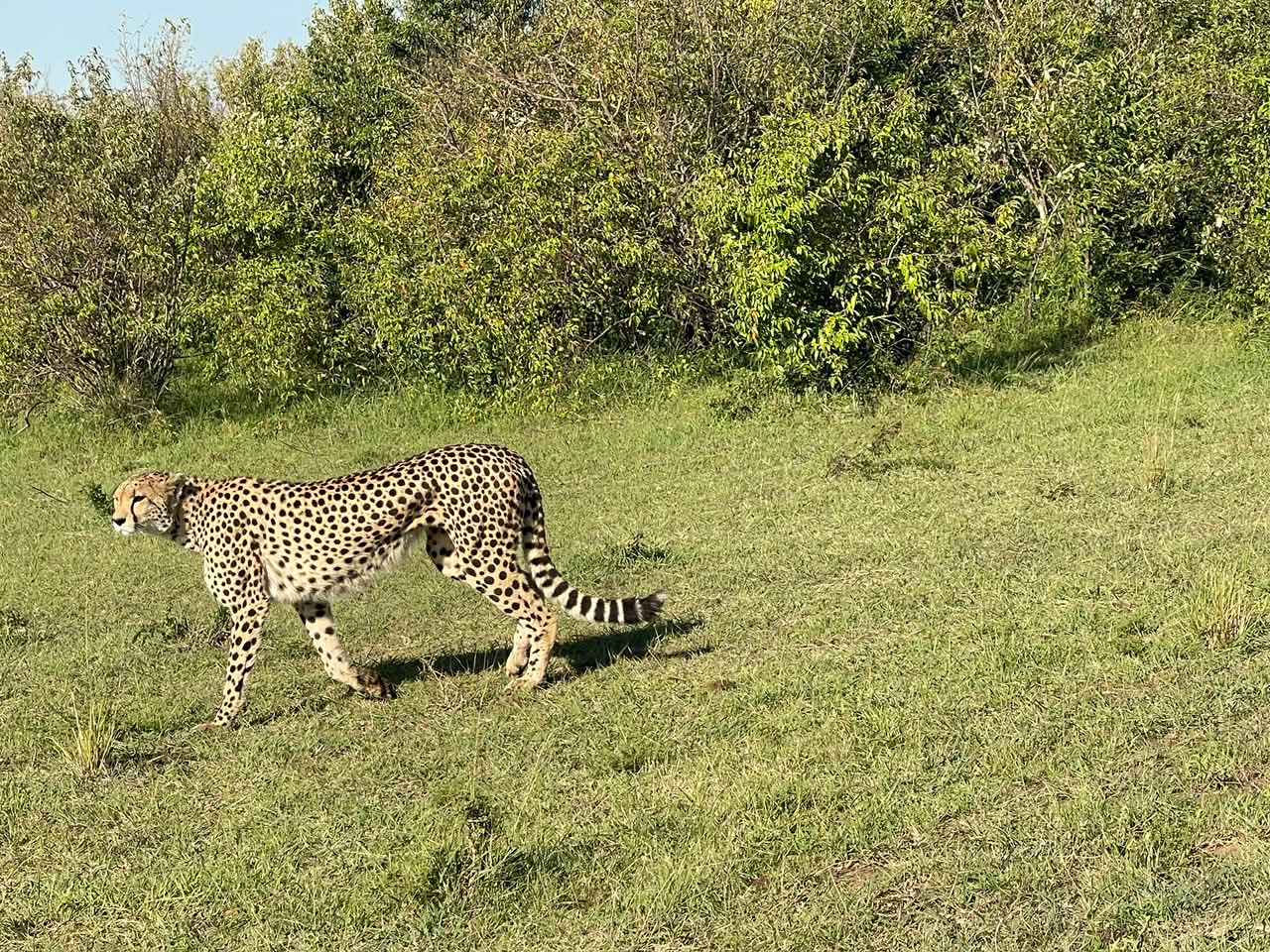 Two-day Amboseli Safari from Nairobi