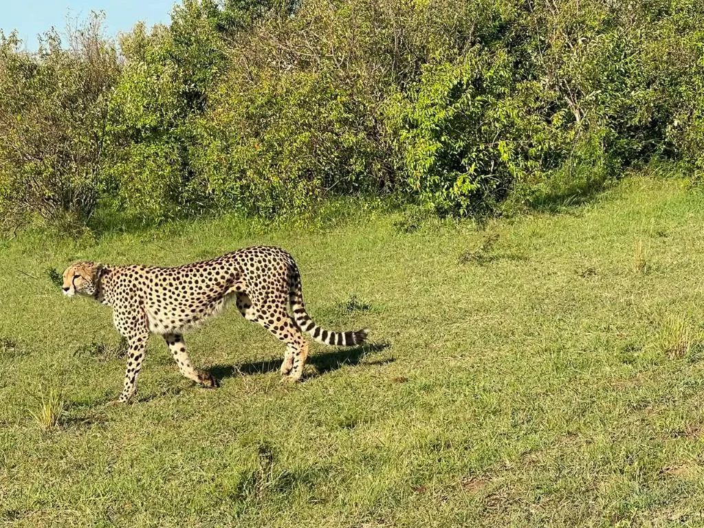 3 Days Samburu Safari Tour 2026/2027/2028