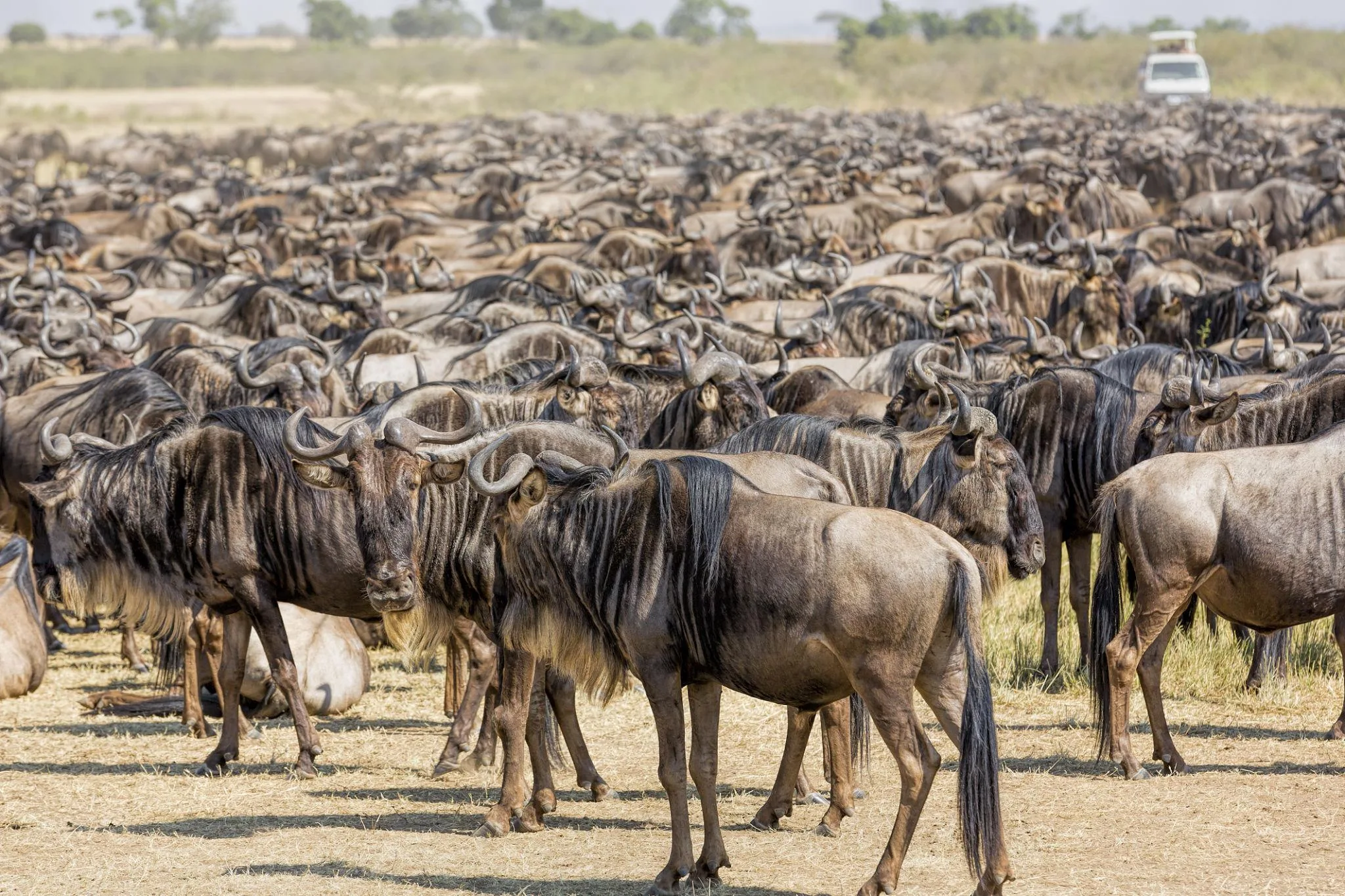 4-Day Great Migration Safari Kenya