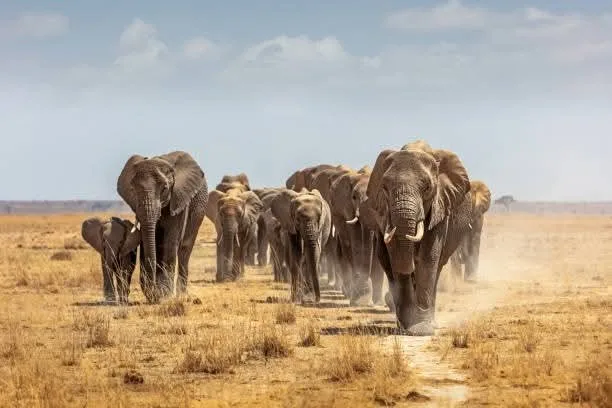 Great Migration in Kenya (2026/2027): Best Time, River Crossings & Safari Guide