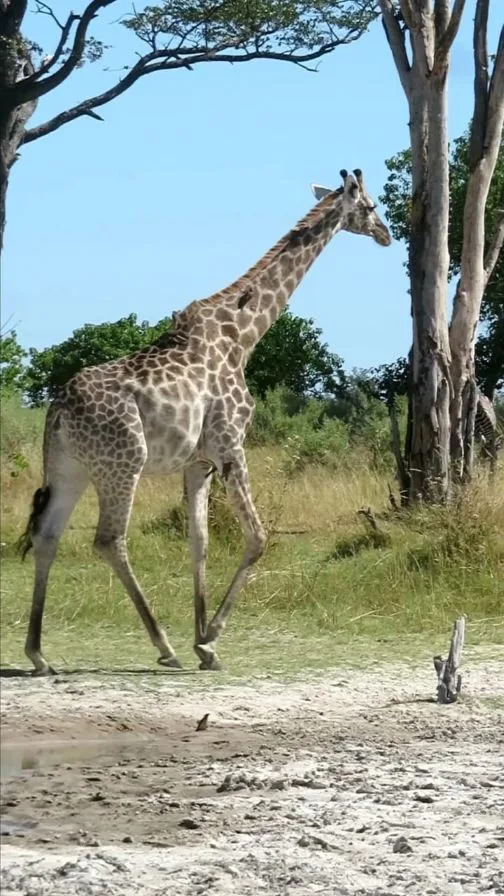 4 Days Lewa Luxury Safari