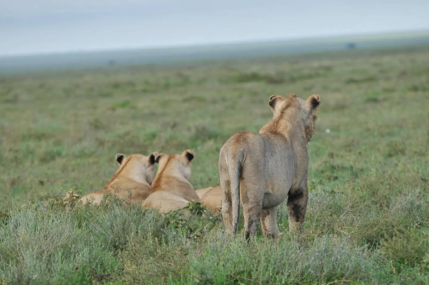 4 Days Maasai Mara Fly-In Safari