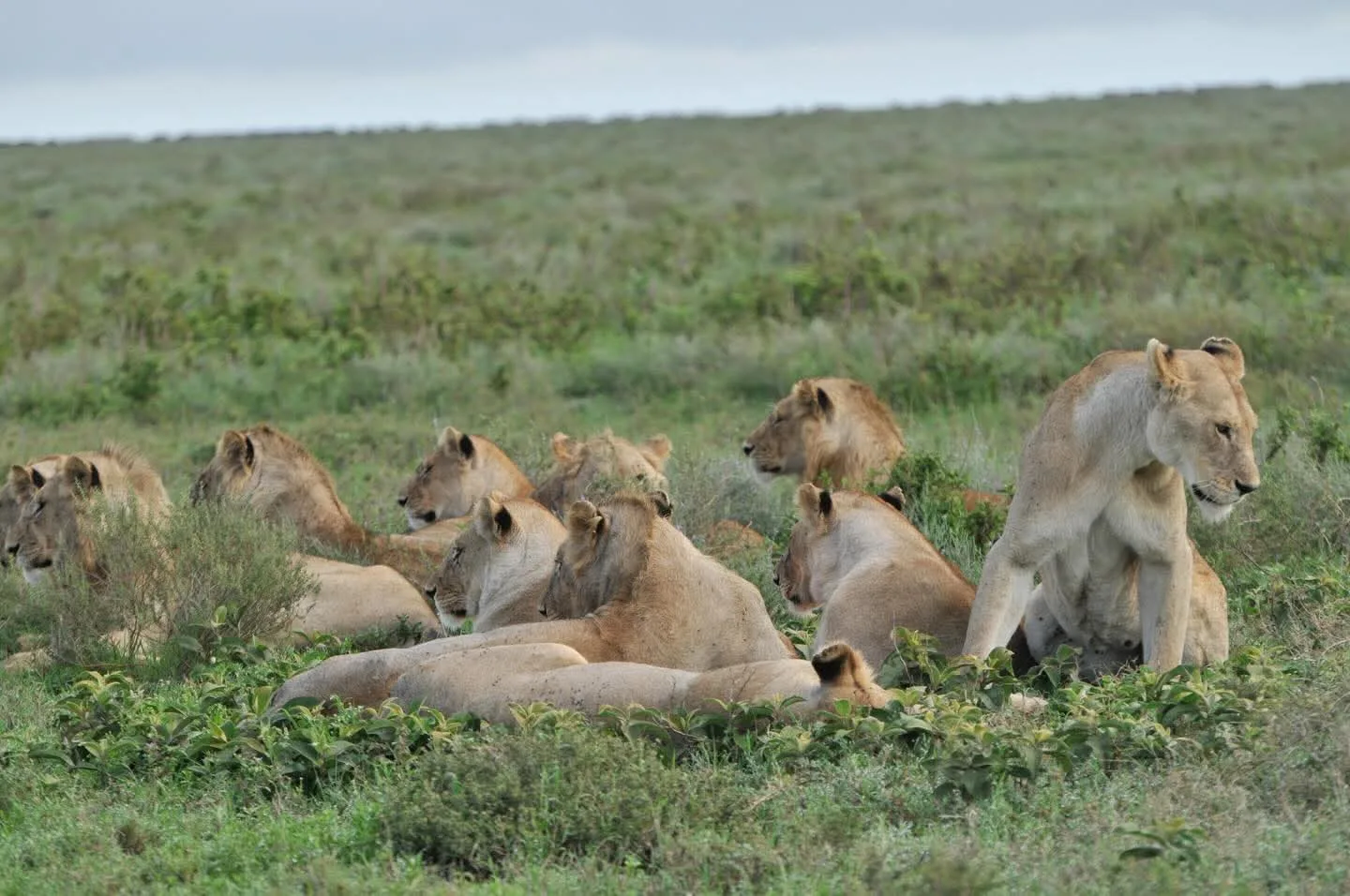 4 Days Maasai Mara Luxury Safari