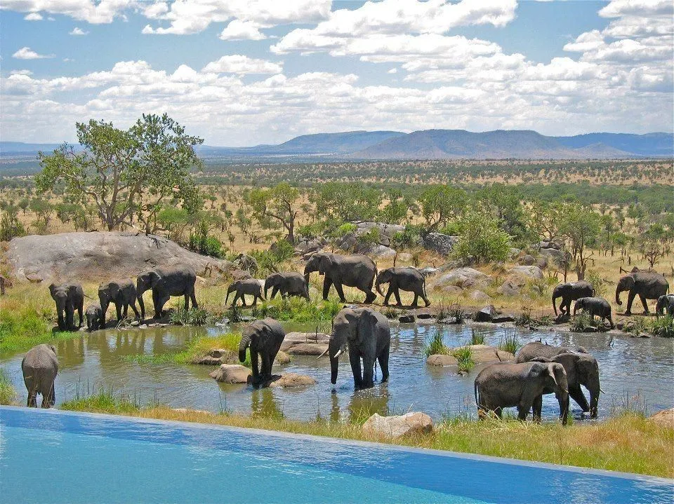 Elephants near baobab trees in Tarangire National Park, Tanzania