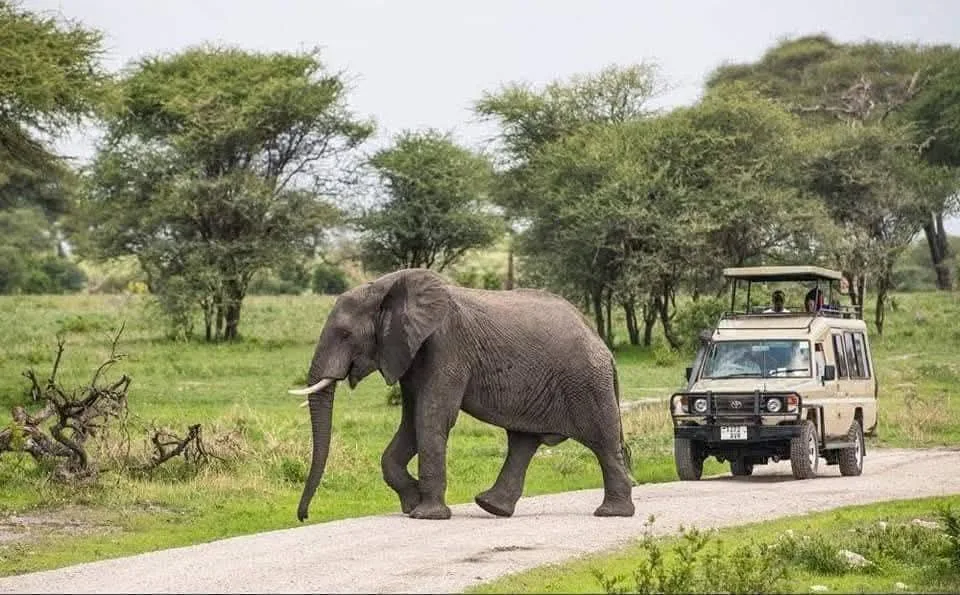 5 Days Kenya Fly In Safari