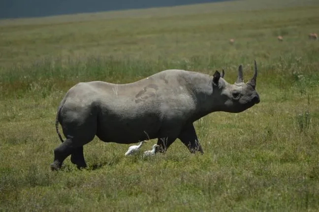 5 Days Kenya Migration Big Five Safari