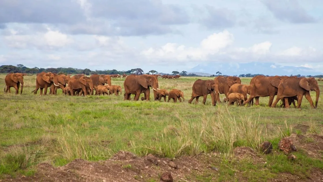 5-days-kenya-wildlife-beach-tour-20260610-224700-d935d9.webp