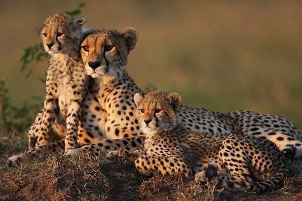 6 Days Kenya Budget Group Safari