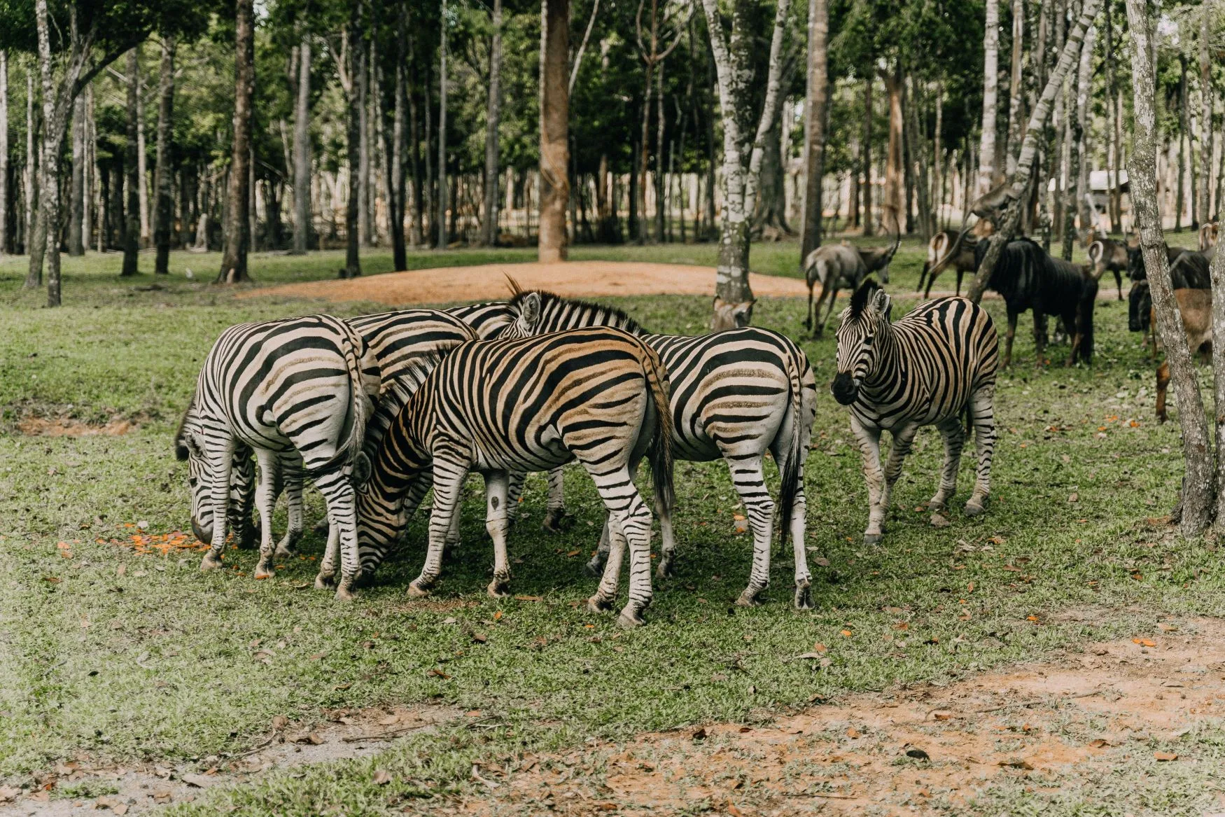 6 Days Maasai Mara, Lake Naivasha & Amboseli Group Tour