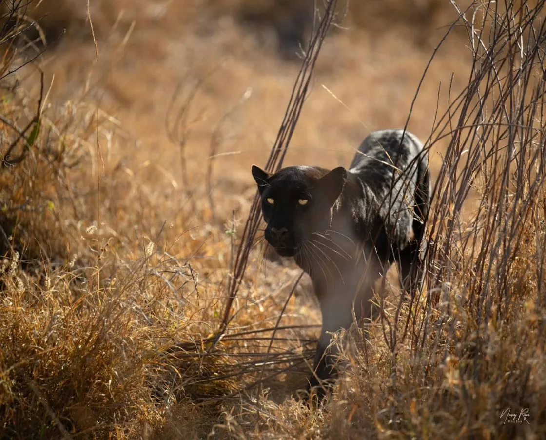 7 Days Kenya Private Safari