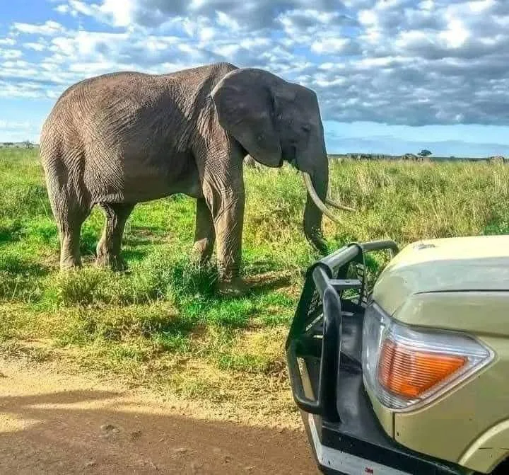 7 Days Mara, Nairobi & Diani Beach Safari 2026/2027/2028