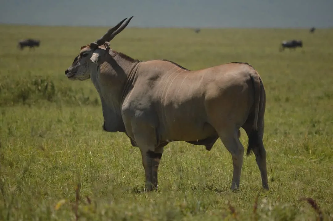 7 Days Kenya Private Safari