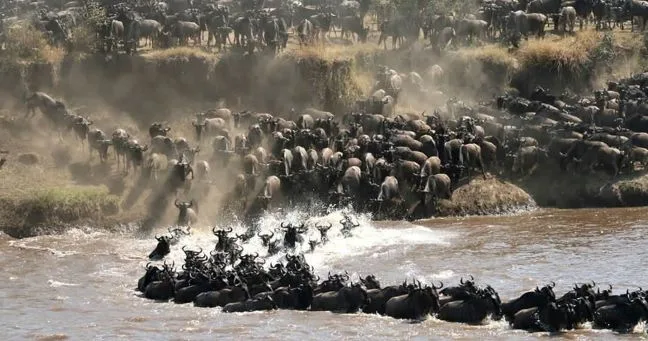 8 Days Kenya Migration Safari