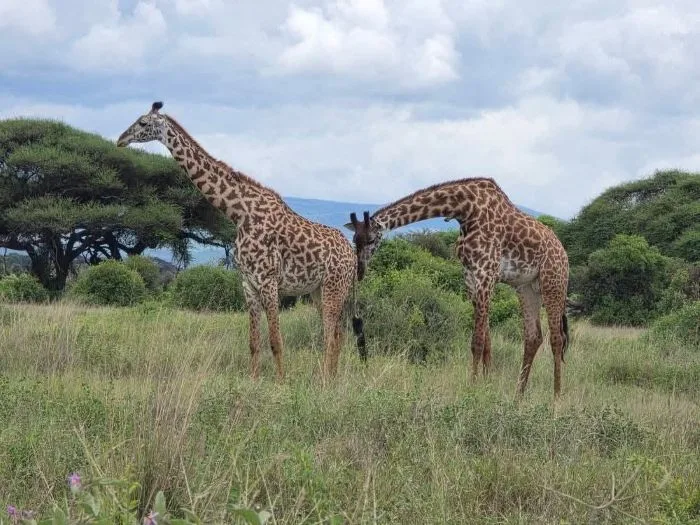 2 Days Samburu Safari Tour