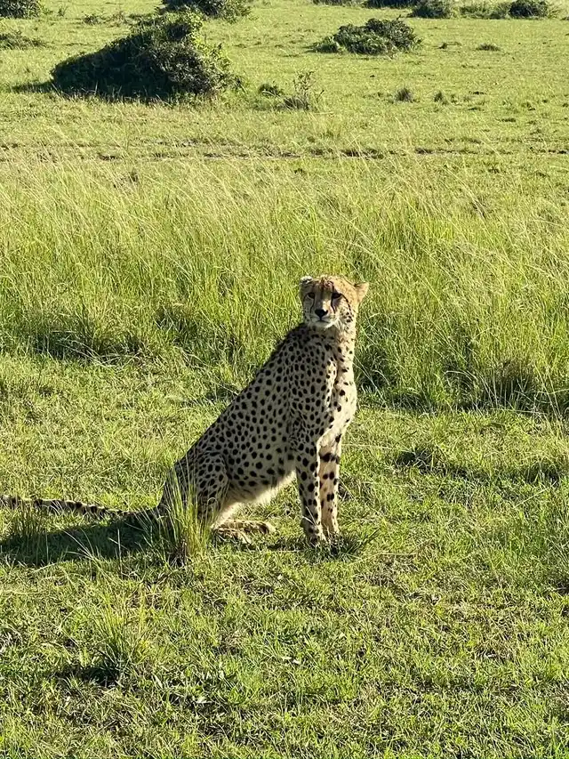 10 Days Ultra Luxury Kenya Family Safari from UK, France & Germany