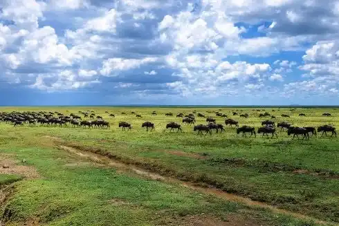 Serengeti wildlife on a 12-day Tanzania safari and Zanzibar beach holiday