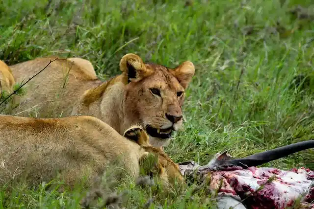 2 Days Maasai Mara Safari