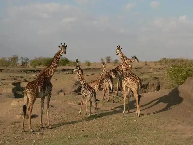 Wildlife on the plains of Central Serengeti Tanzania