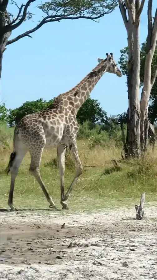 4 Days Lewa Luxury Safari