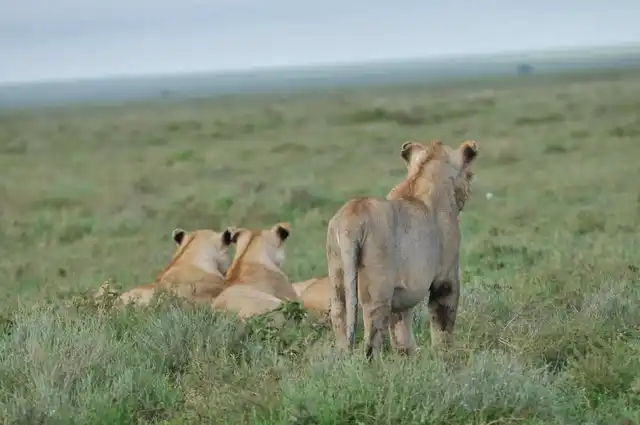4 Days Maasai Mara Fly-In Safari