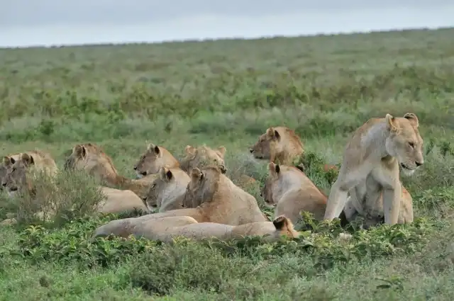 4 Days Maasai Mara Luxury Safari
