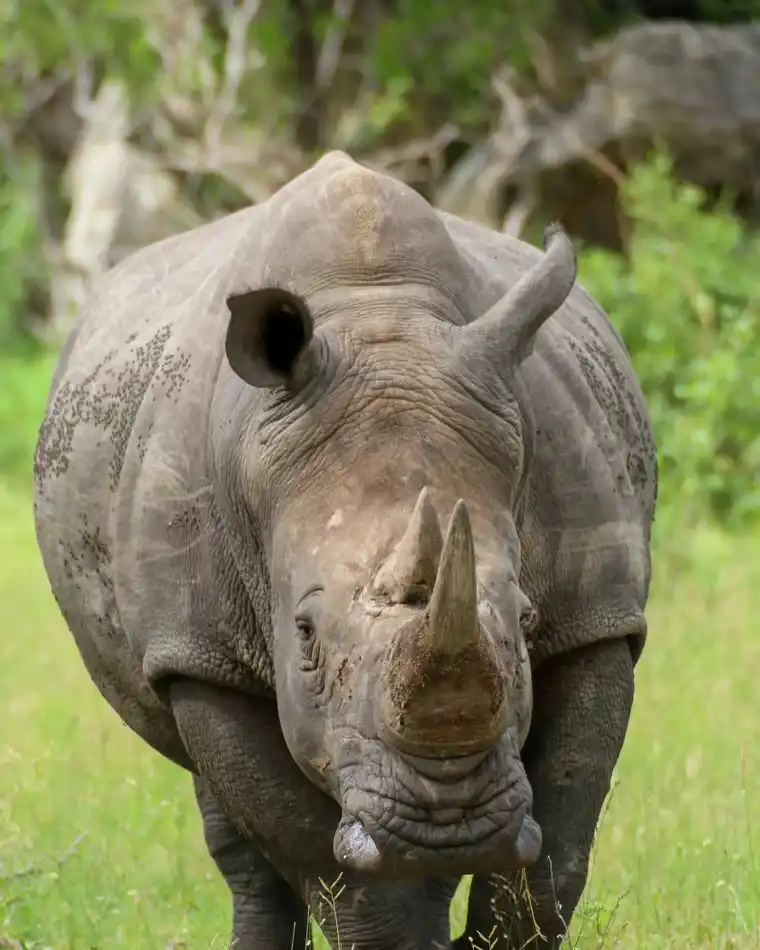 4 Days Maasai Mara, Nakuru Budget Group Tour