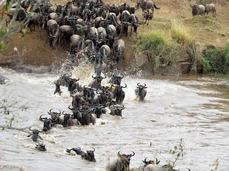 Maasai Mara