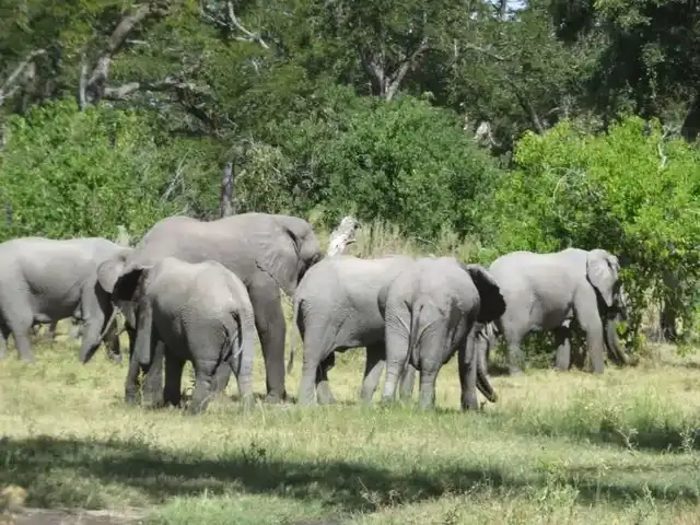 5 Days Mara & Amboseli Fly In Safari
