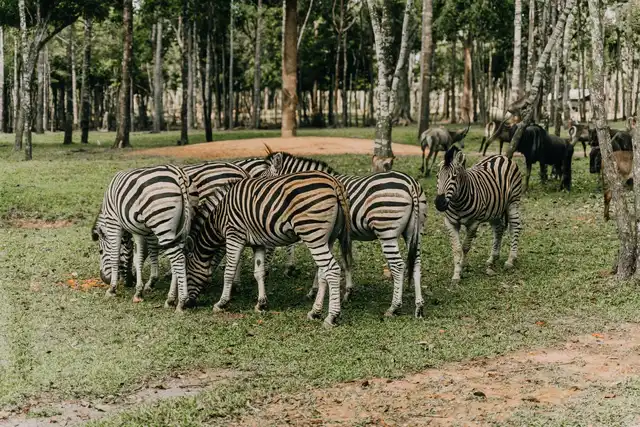6 Days Maasai Mara, Lake Naivasha & Amboseli Group Tour