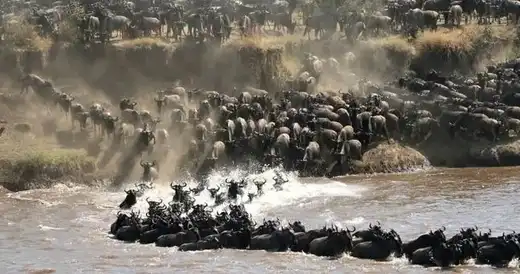 Great Wildebeest Migration in the Masai Mara National Reserve