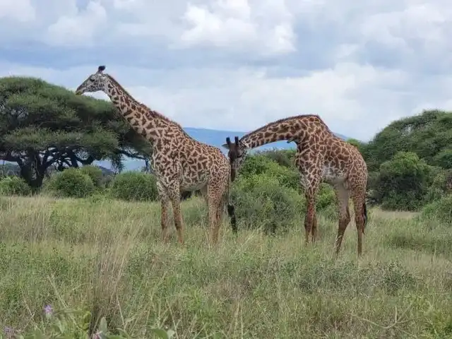 8-days-kenya-luxury-safari-fly-in-lewa-samburu