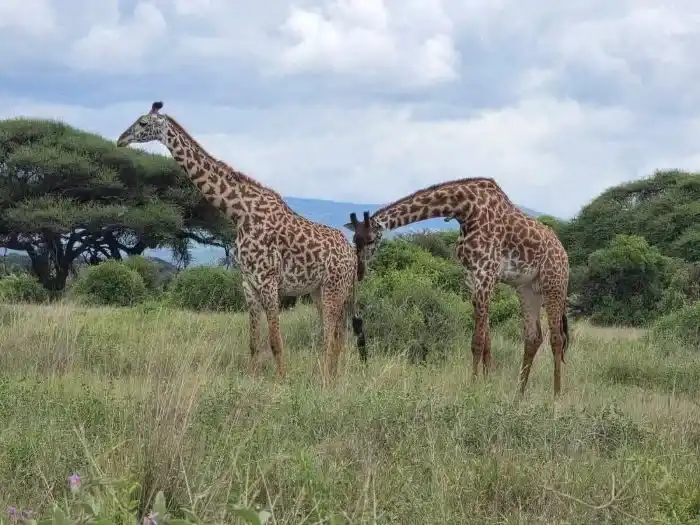 8 days Kenya safari Tour