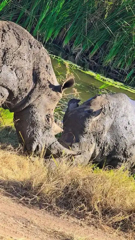 Black rhino on the Ngorongoro Crater floor in Tanzania