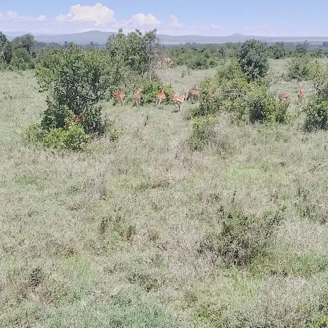 Group safari game drive in Tarangire National Park