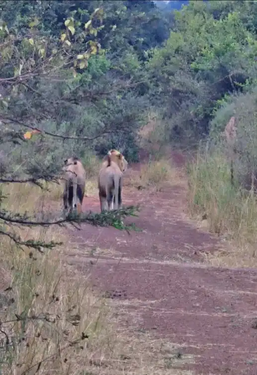 3-day Tarangire Lake Manyara and Ngorongoro safari in Tanzania