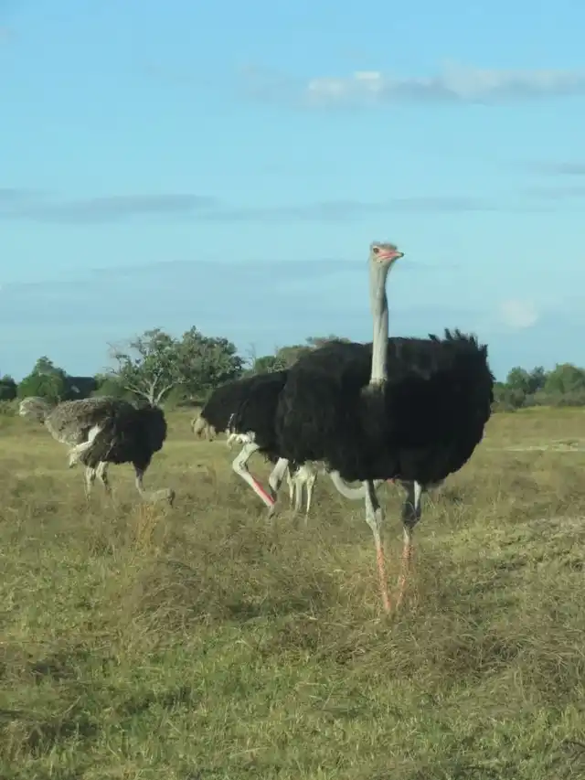 5 Days Samburu Lewa Safari Trip with elephants, rhinos and stunning northern Kenya landscapes