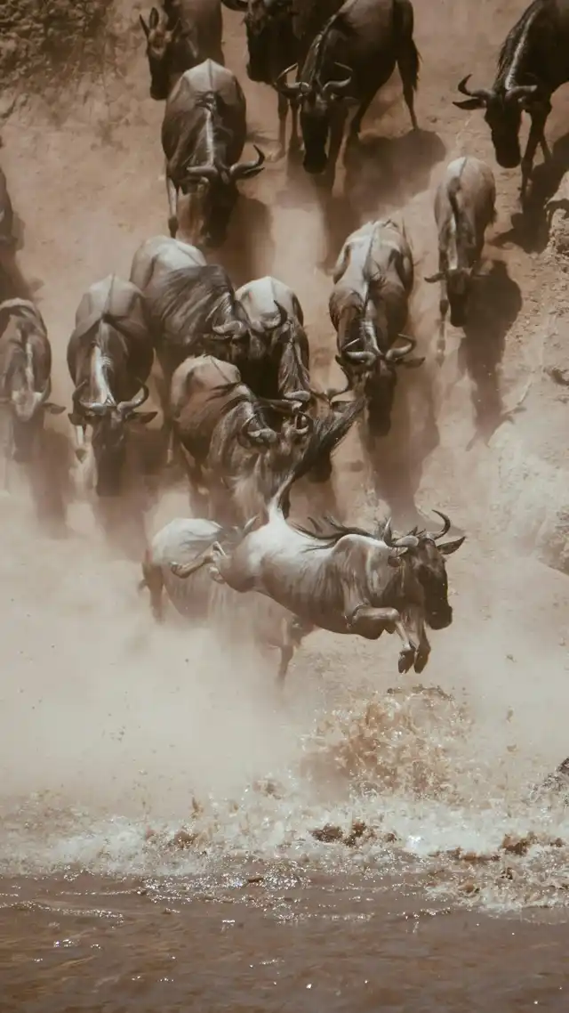 Wildebeest Migration river Jump