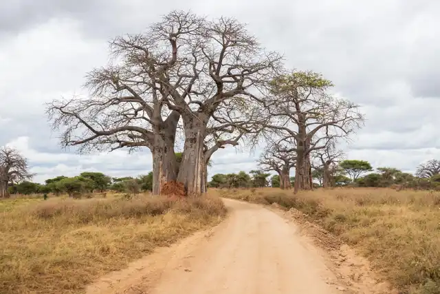2 Days Tarangire and Ngorongoro Group Safari in Tanzania