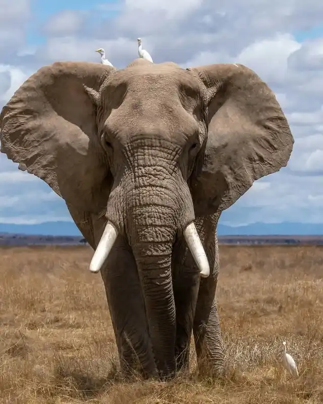 Large elephant tusker in Amboseli National Park