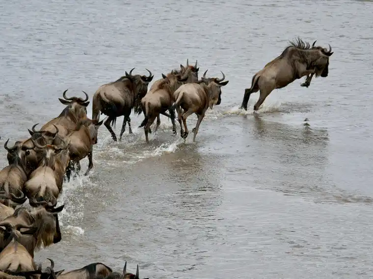 Migration Safari