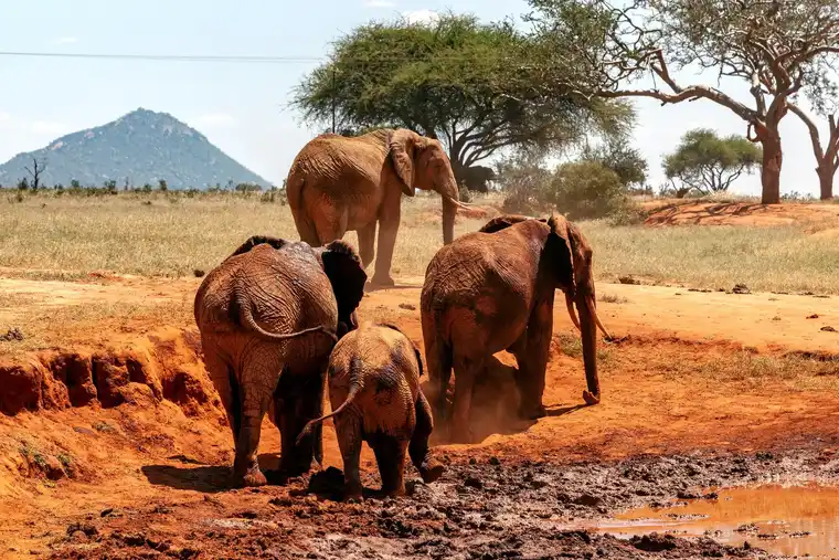 Tsavo West National Park