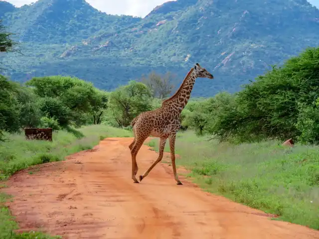 3 days Amboseli tour
