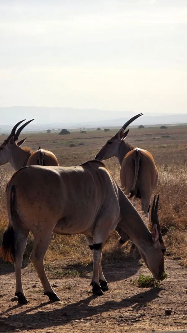 Group safari game drive in Tarangire National Park
